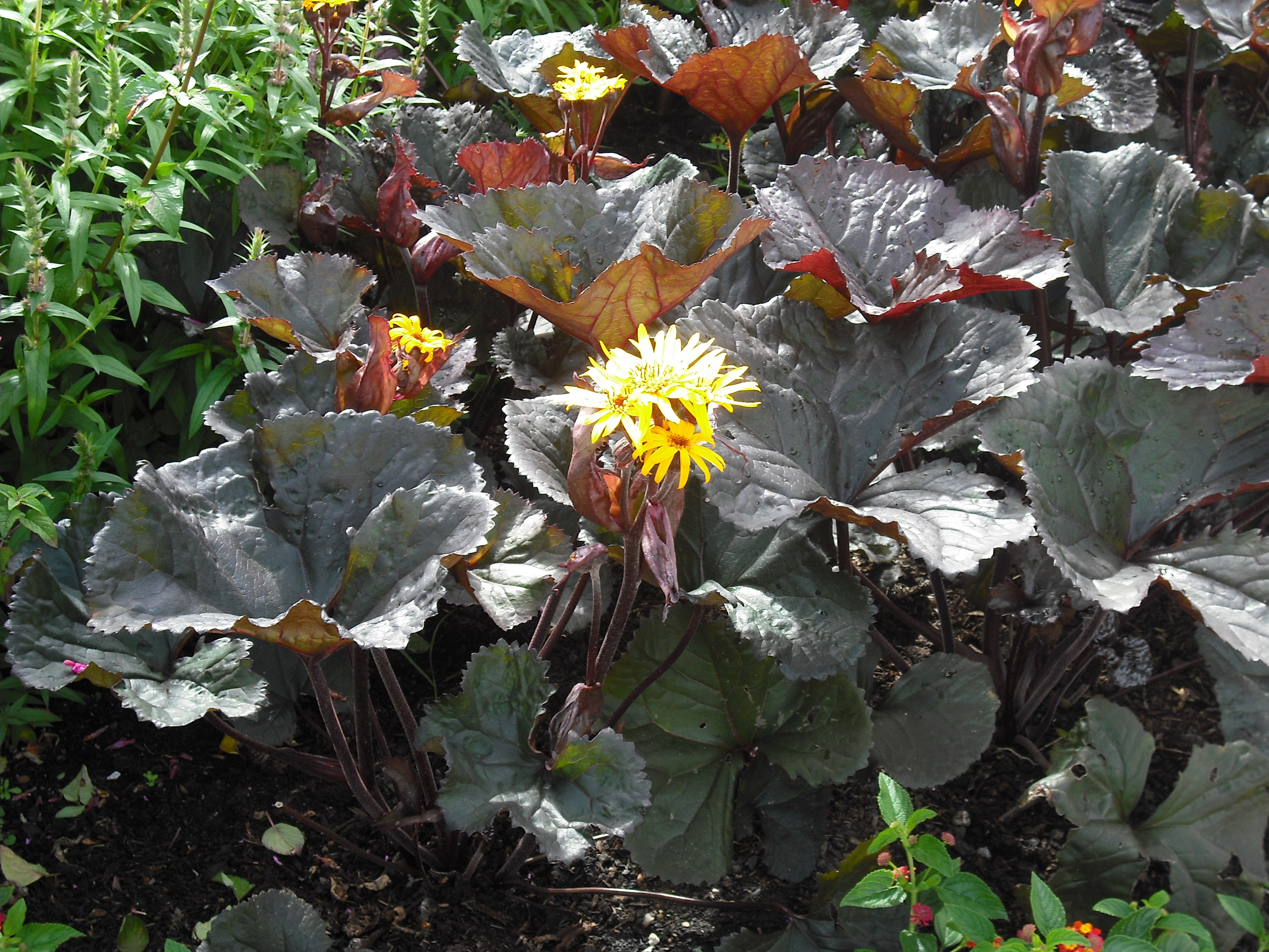 Ligularia dentata 'Pandora'